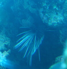 Pterois cincta