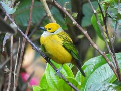 Tangara icterocephala