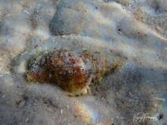 Ranella australasia