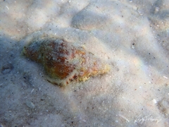 Ranella australasia