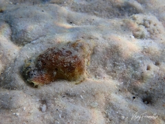 Ranella australasia