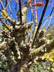 Tylecodon paniculatus