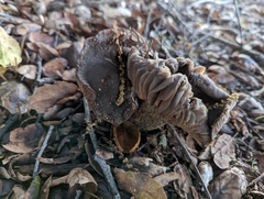 Entoloma ferruginans