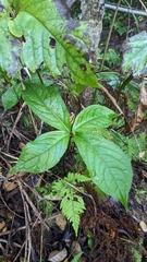 Chloranthus oldhamii