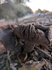 Entoloma ferruginans