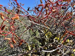 Tylecodon paniculatus