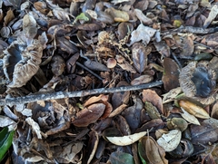 Entoloma ferruginans