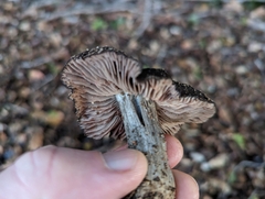 Entoloma ferruginans