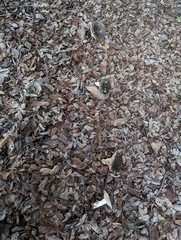 Entoloma ferruginans