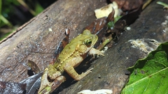 Incilius aucoinae