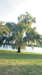 Salix babylonica