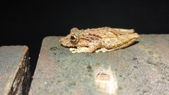 Scinax boulengeri