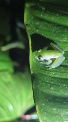 Teratohyla pulverata