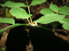 Clepsis melaleucanus