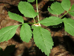 Clepsis melaleucanus