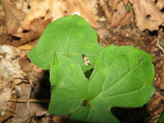 Olethreutes fasciatana