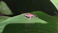 Incilius coniferus