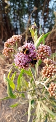 Bombus terrestris