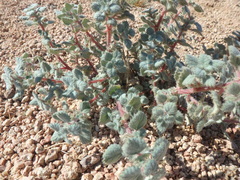 Forsskaolea tenacissima