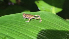Incilius coniferus