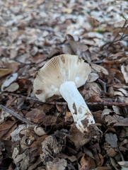 Entoloma ferruginans