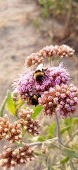 Bombus terrestris