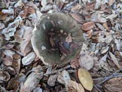 Entoloma ferruginans