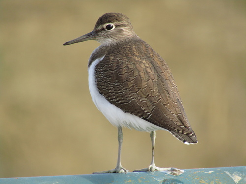 Common Sandpiper, photo 9 of 10