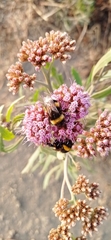 Bombus terrestris