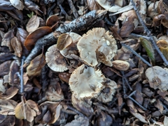 Entoloma ferruginans