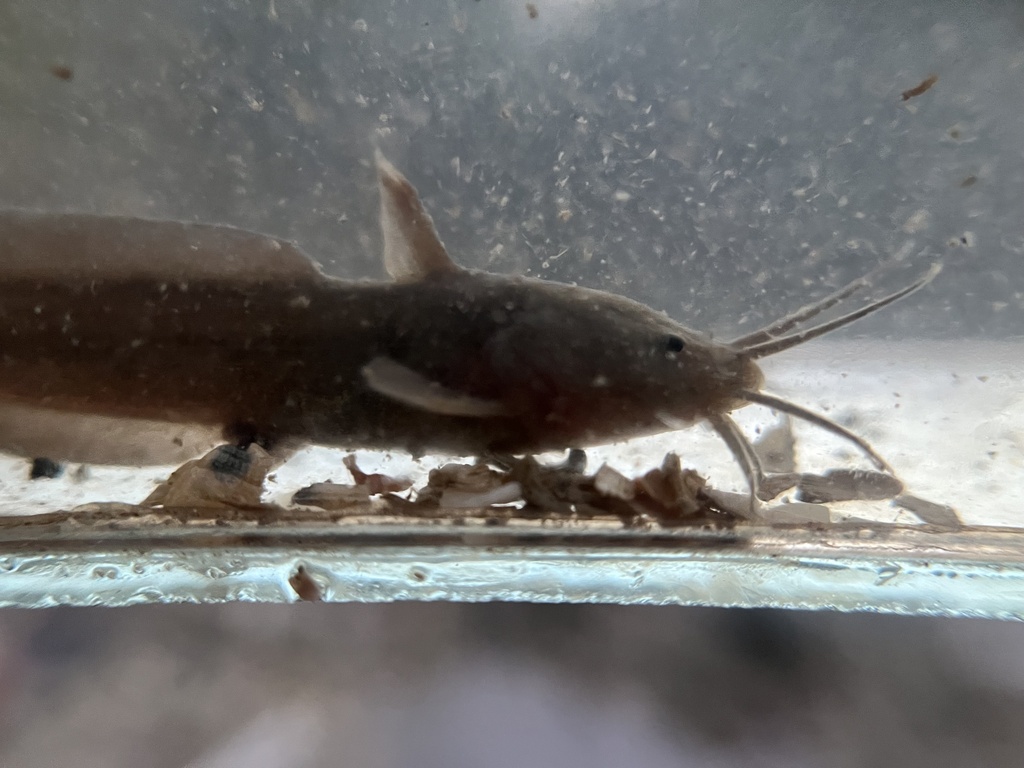 Barbel Eel Catfish