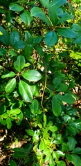 Cissus hypoglauca