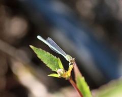 Pseudagrion rubriceps