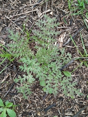 Phacelia tanacetifolia