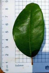 Cissus hypoglauca