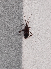 Leptoglossus occidentalis