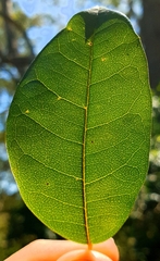 Cissus hypoglauca