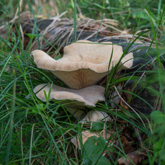Neolentinus degener