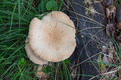 Neolentinus degener