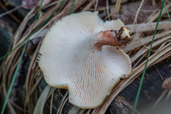 Neolentinus degener