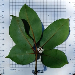 Cissus hypoglauca