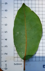 Cissus hypoglauca