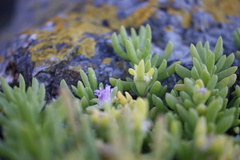 Disphyma australe australe