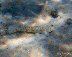 Favonigobius lateralis