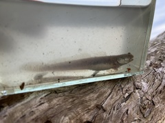 Periophthalmodon schlosseri