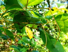 Cissus hypoglauca