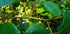 Cissus hypoglauca