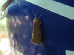 Virbia opella