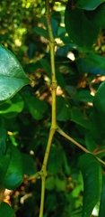Cissus hypoglauca