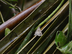 Heterogramma circumflexalis